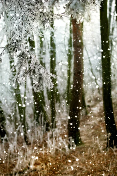 Donmuş ağaç dalları — Stok fotoğraf