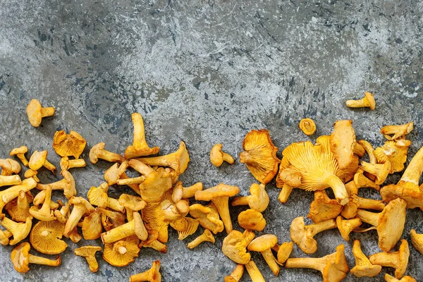 숲 살구 버섯 — 스톡 사진