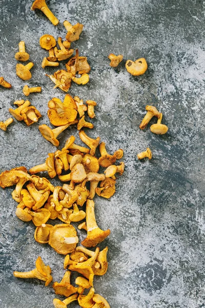 Cogumelos da floresta chanterelle — Fotografia de Stock