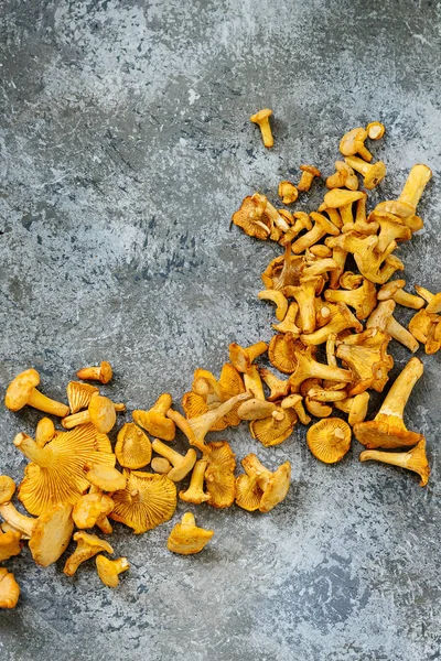 Лисичка гриби опеньки — стокове фото