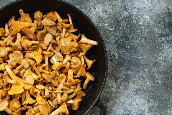 Orman mantar Cantharellus cibarius