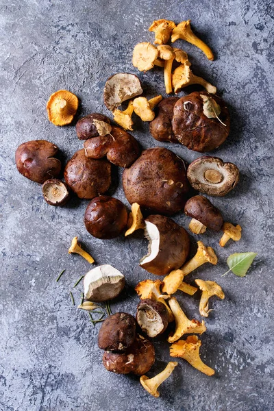 Cogumelos Porcini boletus e chanterelles — Fotografia de Stock