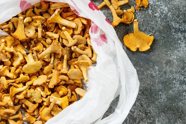 Orman mantar Cantharellus cibarius