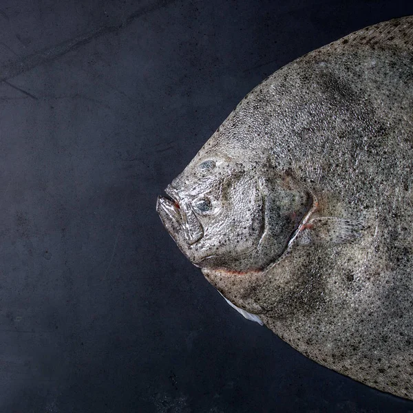 Ham taze ton balığı