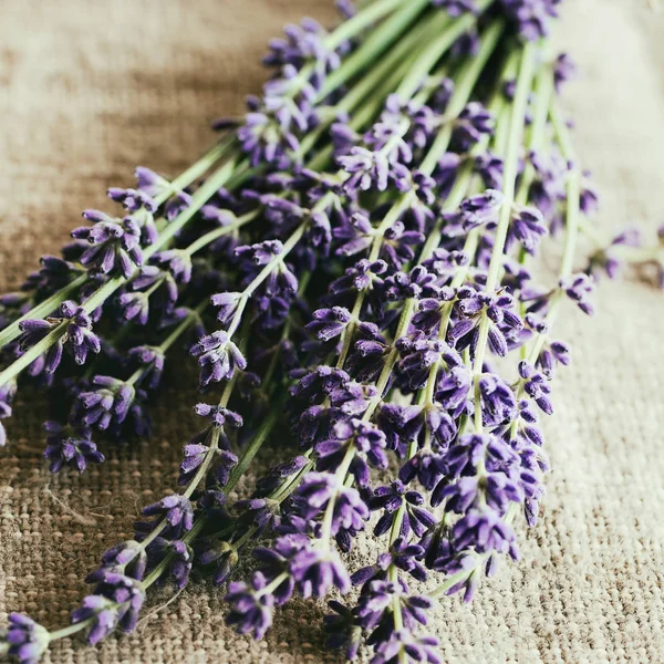 Bundle of lavender flowers — Stock Photo, Image