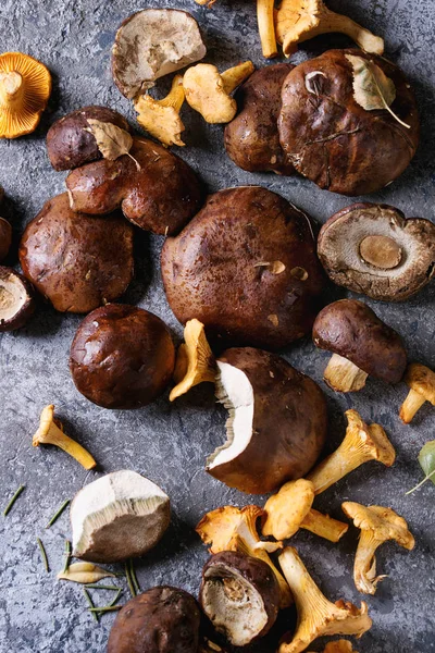 Porcini boletus and chanterelles mushrooms — Stock Photo, Image