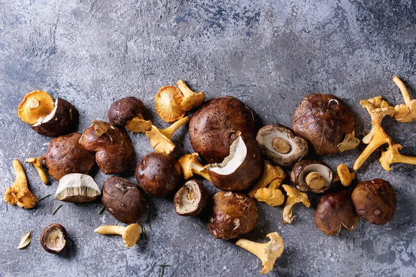 Porcini boletus and chanterelles mushrooms — Stock Photo, Image