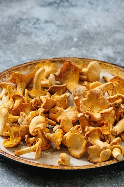 Orman mantar Cantharellus cibarius