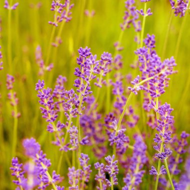 Lavanta çiçeği alan