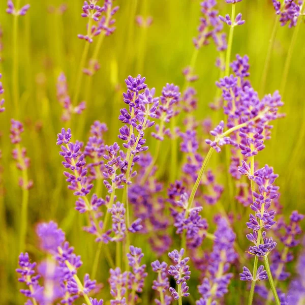 Lavanta çiçeği alan