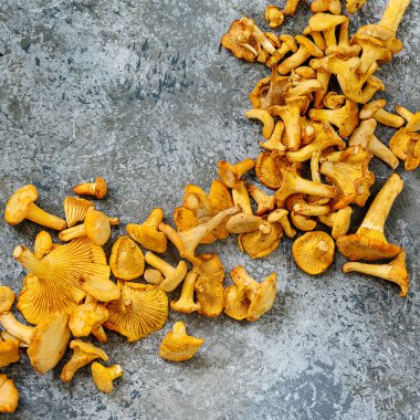 Orman mantar Cantharellus cibarius