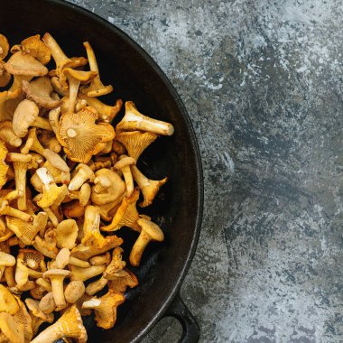 Orman mantar Cantharellus cibarius