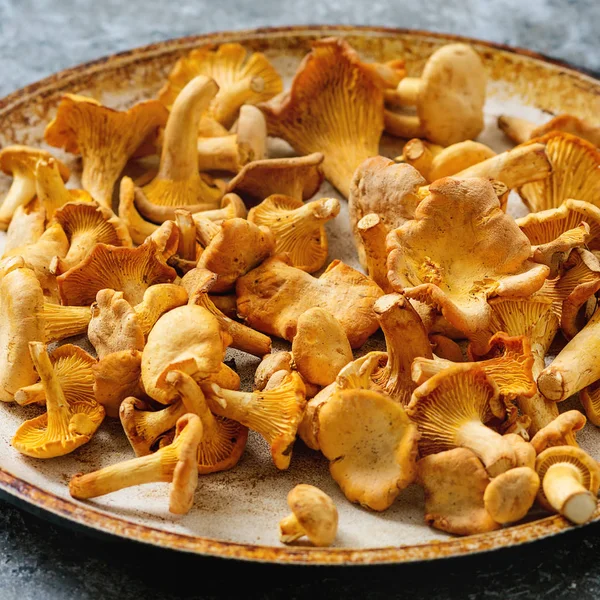 Funghi di bosco finferli — Foto Stock