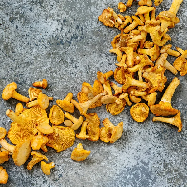 Funghi di bosco finferli — Foto Stock