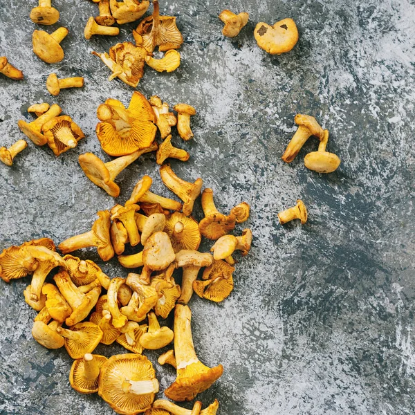 Forest mushrooms chanterelle — Stock Photo, Image