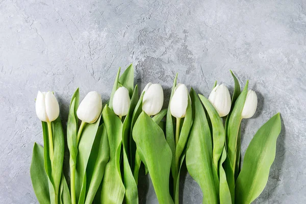 Vita tulpaner över grå — Stockfoto