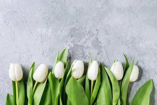 Tulipes blanches sur gris — Photo