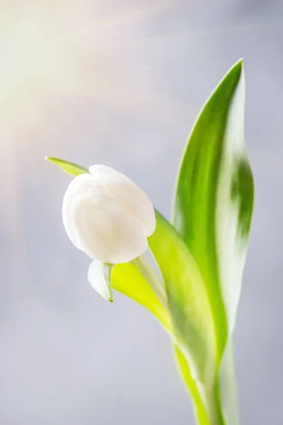 White tulip in bottle — Stock Photo, Image