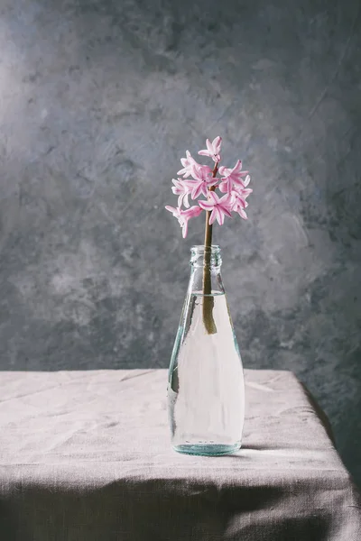 Jacinto Rosa Floreciente Primavera Botella Vidrio Azul Pie Sobre Mesa — Foto de Stock