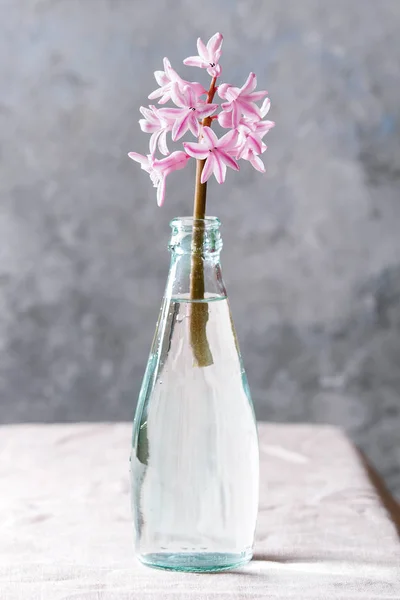 Spring Blooming Pink Hyacinth Blue Glass Bottle Standing Table Linen — Stock Photo, Image