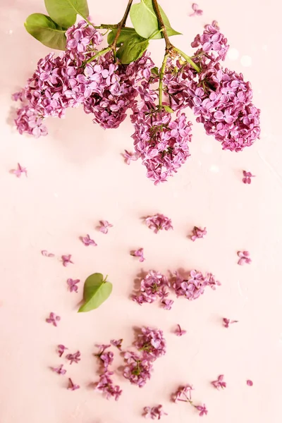 Lilac flowers over pink — Stock Photo, Image