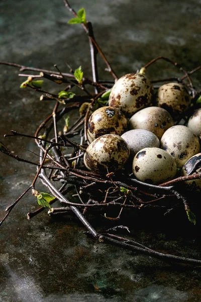 Quail Easter eggs in nest — Stock Photo, Image