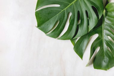 Tropikal orman Monstera yaprak
