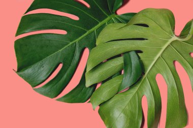 Tropikal orman Monstera yaprak