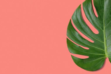 Tropikal orman Monstera yaprak