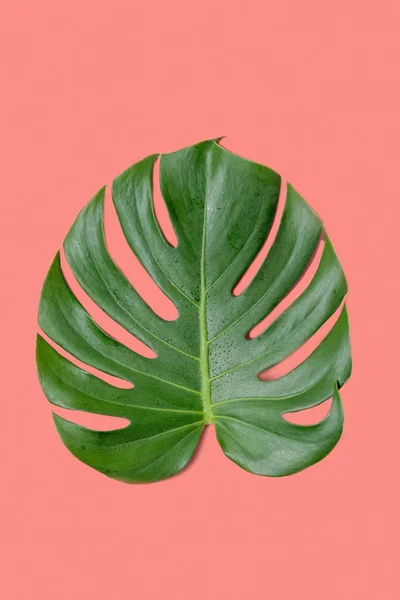 Tropical jungle Monstera leaf