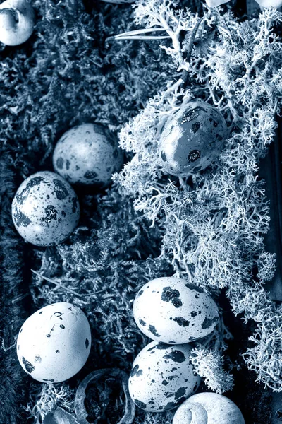 Uova di quaglia pasquali colorate — Foto Stock