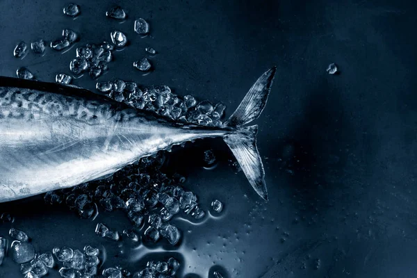 Roher frischer Thunfisch — Stockfoto