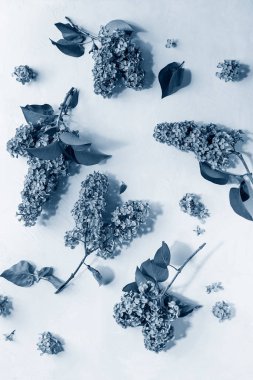 Eflatun çiçekler pembe üzerinde