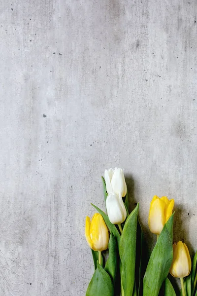 A tulipánvirágok változatossága — Stock Fotó