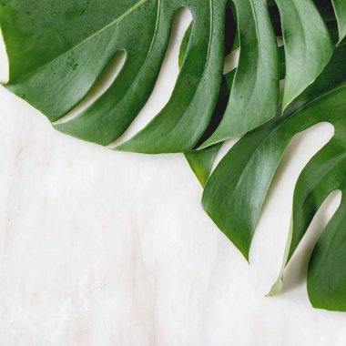 Tropikal orman Monstera yaprak