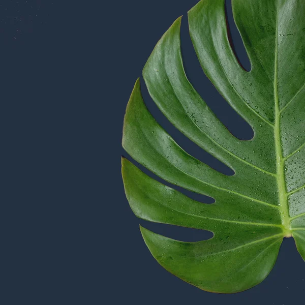 Tropical jungle Monstera leaf