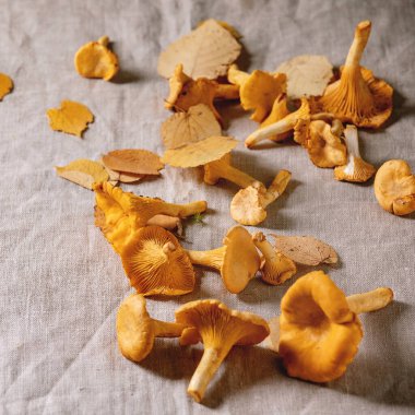 Orman chanterelle mantar, çiğ pişmemiş, arka plan olarak gri keten masa örtüsü üzerinde sarı sonbahar yaprakları ile. Kopyalama alanı