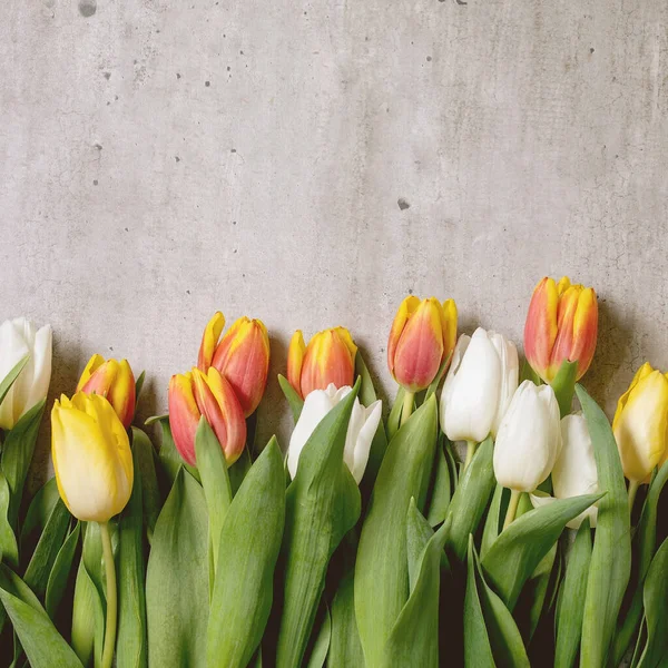 Variety Tulips Flowers White Yellow Orange Green Leaves Grey Texture — 스톡 사진