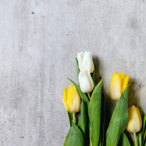 Variety Tulips Flowers White Yellow Green Leaves Grey Texture Background — 스톡 사진