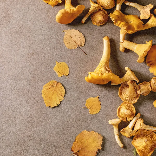 Floresta Cogumelos Chanterelle Cru Não Cozido Com Folhas Outono Amarelas — Fotografia de Stock