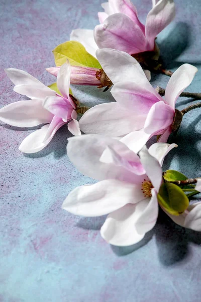 Beautiful Pink Magnolia Flowers Branches New Leaves Blue Texture Background — Stock Photo, Image