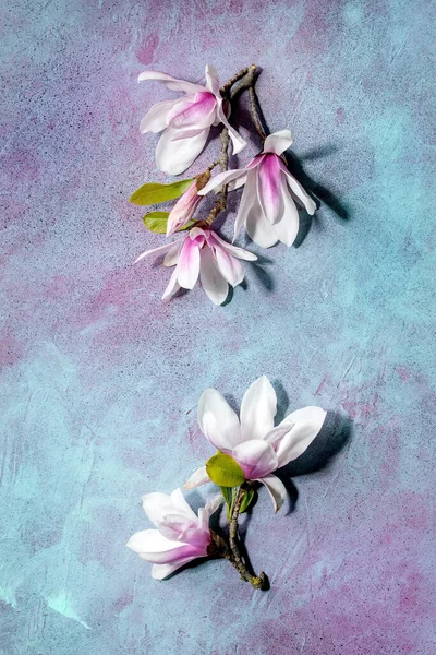 新しい葉を持つ枝に美しいピンクのマグノリアの花を青のテクスチャの背景に コピースペース — ストック写真