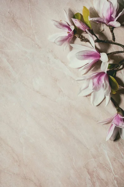Gyönyörű Rózsaszín Magnólia Virágok Ágak Levelek Rózsaszín Márvány Háttér Lapos — Stock Fotó
