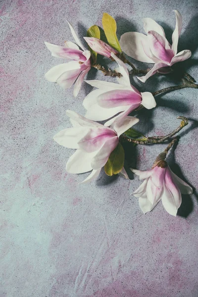 Piękne Różowe Kwiaty Magnolii Gałęziach Nowymi Liśćmi Niebieskim Tle Tekstury — Zdjęcie stockowe