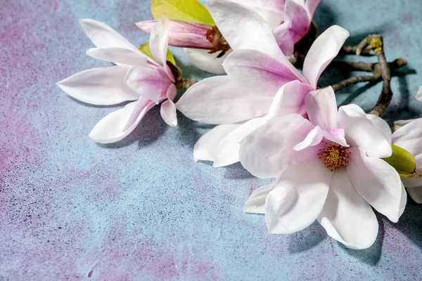 Beautiful Pink Magnolia Flowers Branches New Leaves Blue Texture Background — Stock Photo, Image