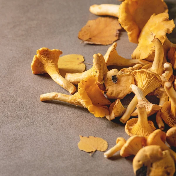 Forest Chanterelle Mushrooms Raw Uncooked Yellow Autumn Leaves Brown Texture — Stock Photo, Image