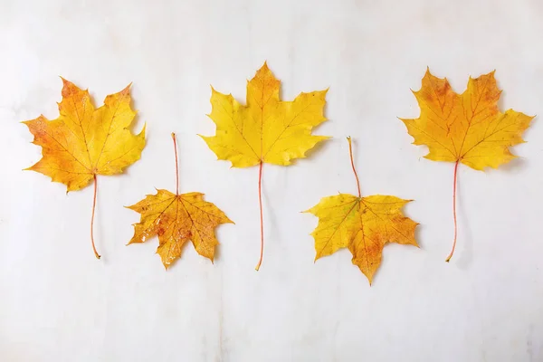 Gelbe Blätter Des Herbst Ahorns Reihen Sich Über Weißem Marmorhintergrund — Stockfoto