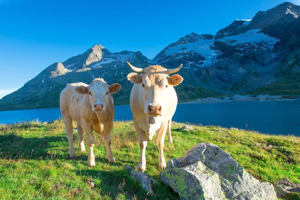 Två tydliga kor som betar i de höga bergen — Stockfoto