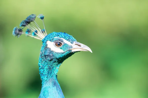 Peacock bepaald op zoek — Stockfoto