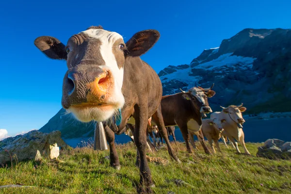 Detalj av en ko samtidigt bete med andra på de schweiziska Alperna — Stockfoto